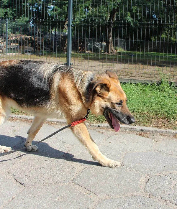 Pies do adopcji, Oborniki, 3 września 2023 (2/5)