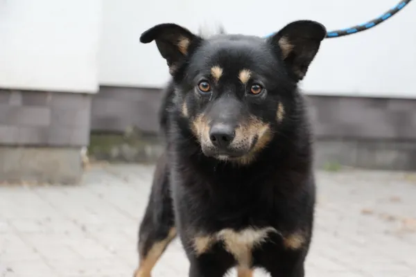 Pies do adopcji, Oborniki, 17 kwietnia 2026 (3/3)