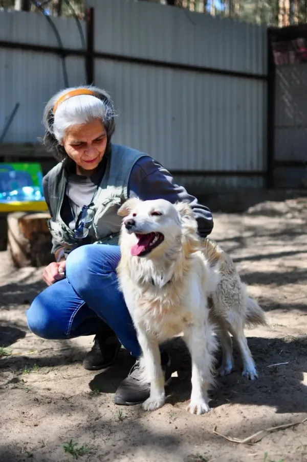 Pies do adopcji, Milanówek, 11 maja 2026 (4/5)