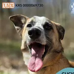 Pies do adopcji