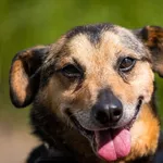 Pies do adopcji