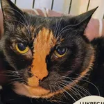 Kot do adopcji