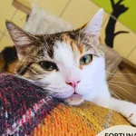 Kot do adopcji