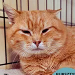 Kot do adopcji