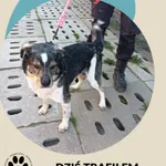 Znaleziono psa