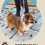 Znaleziono psa