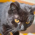 Kot do adopcji