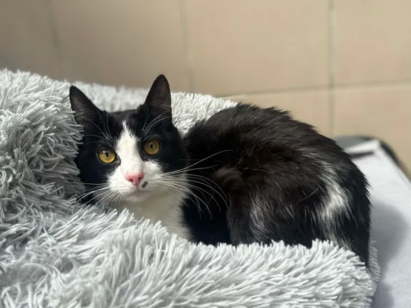 Kot do adopcji, Bydgoszcz, 3 maja 2026 (1/5)