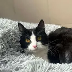 Kot do adopcji