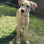 Pies do adopcji