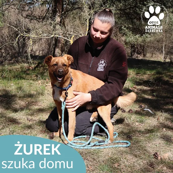 Pies do adopcji, Dąbrówka, 4 maja 2026 (1/4)