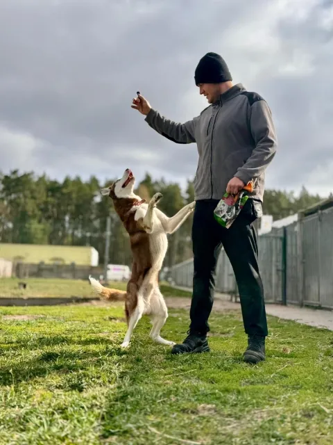 Pies do adopcji, Piła, 12 kwietnia 2026 (4/5)