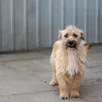 Znaleziono psa