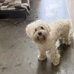 Pies do adopcji