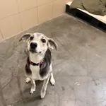 Pies do adopcji