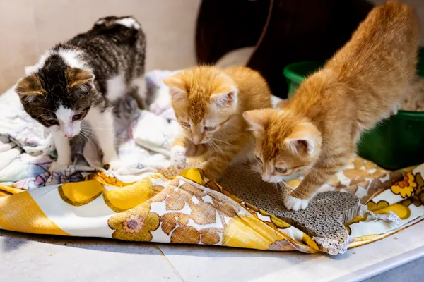Znaleziono kota, Sosnowiec, 2 maja 2026 (4/5)