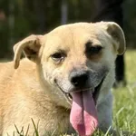 Pies do adopcji