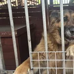 Pies do adopcji