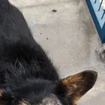 Pies do adopcji
