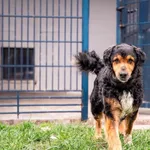 Pies do adopcji