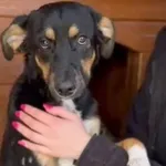Pies do adopcji