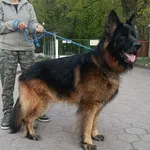 Znaleziono psa