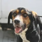 Pies do adopcji