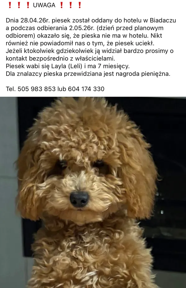 Zaginął pies, Pakoszów, 6 maja 2026 (2/3)