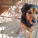Pies do adopcji