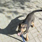 Pies do adopcji
