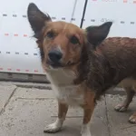 Pies do adopcji