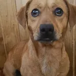 Pies do adopcji
