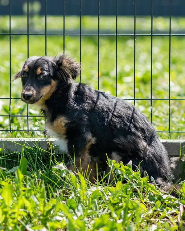 Pies do adopcji, Racławice, 4 maja 2026 (4/5)