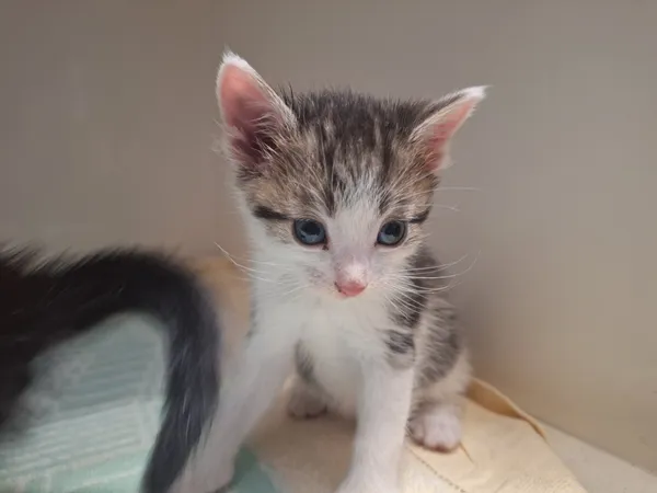 Kot do adopcji, Orzechowce, 5 maja 2026 (1/3)