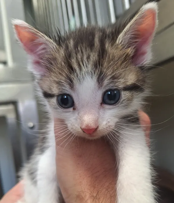 Kot do adopcji, Orzechowce, 5 maja 2026 (3/3)