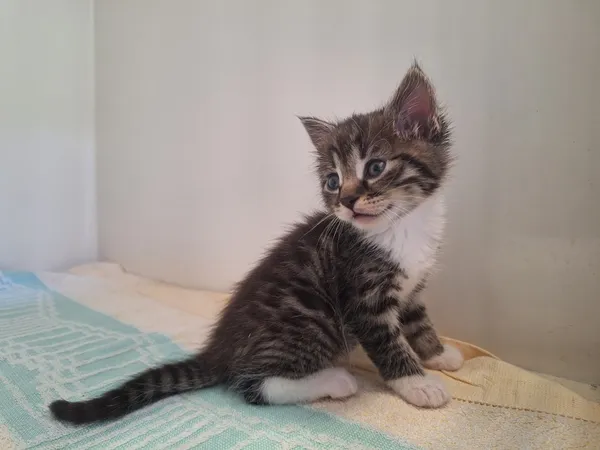 Kot do adopcji, Orzechowce, 5 maja 2026 (1/2)