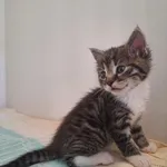 Kot do adopcji