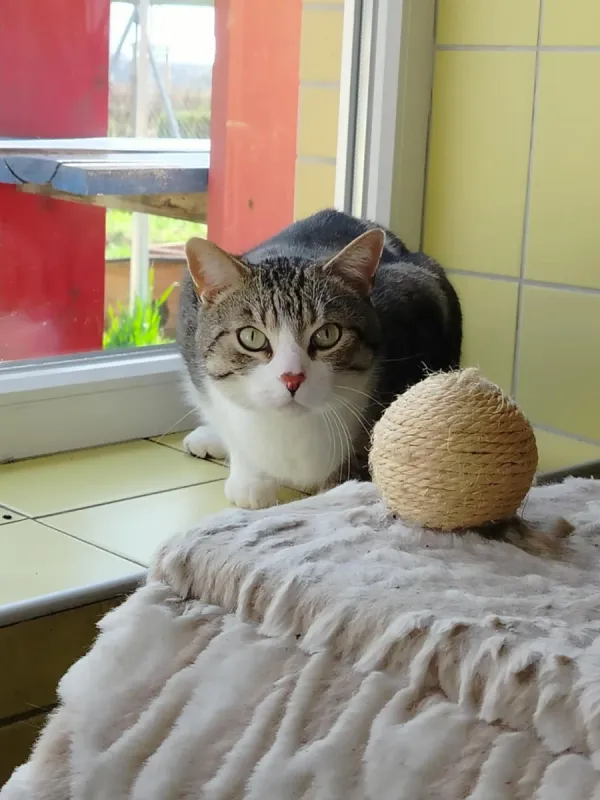Kot do adopcji, Wrocław, 18 listopada 2025