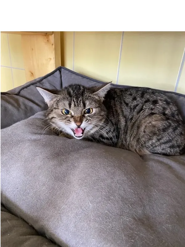 Kot do adopcji, Wrocław, 1 stycznia 2025