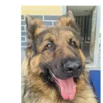 Pies do adopcji