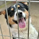 Pies do adopcji
