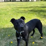 Pies do adopcji