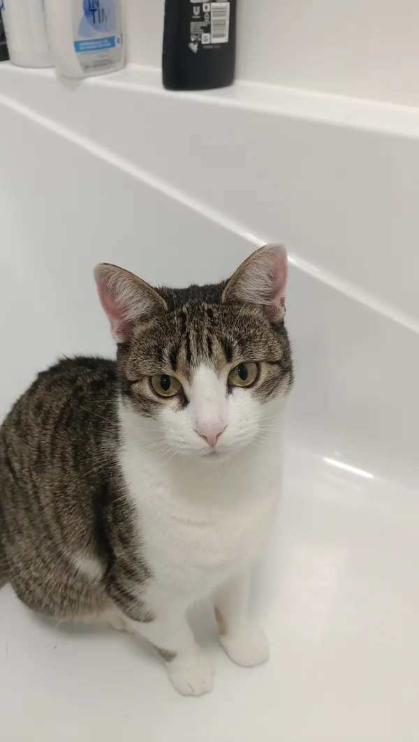 Zaginął kot, Łódź, 7 maja 2026