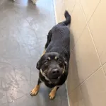 Pies do adopcji