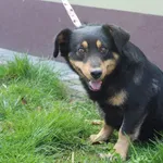 Pies do adopcji
