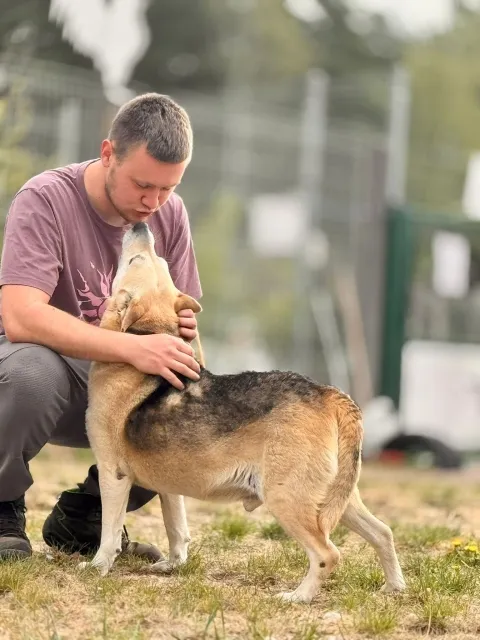 Pies do adopcji, Piła, 25 lutego 2026 (5/5)