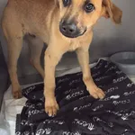 Pies do adopcji