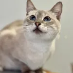 Kot do adopcji
