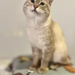 Kot do adopcji