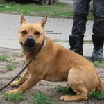 Pies do adopcji